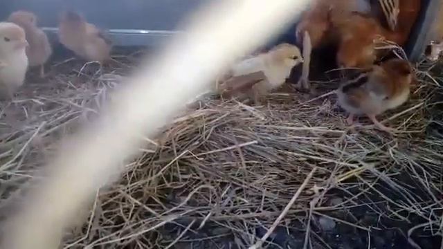 петушок или курочка День пятый 5 смотреть онлайн