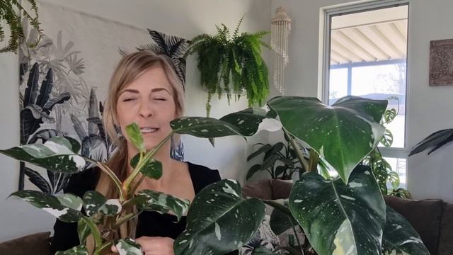 Philodendron 'White Princess' | UPDATE | how it's growing смотреть онлайн