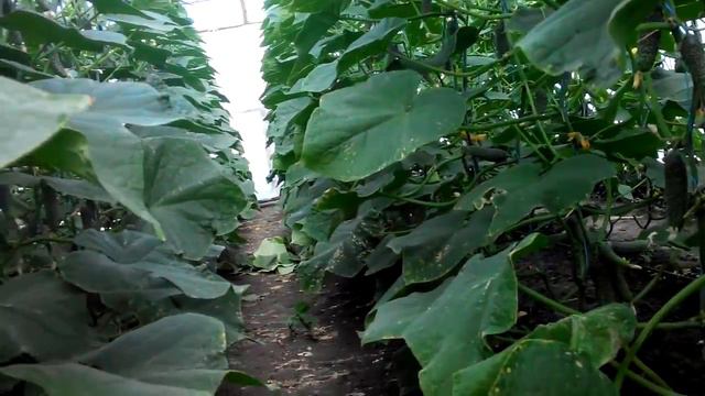 √71 У нас 3 июня! Рвем огурцы и листья.Цена на рынке 25 руб.Сво́й продали по 27)) смотреть онлайн