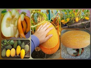 Супер результат выращивания дыни в теплице в Челябинской области. Дыня алтайская..mp4