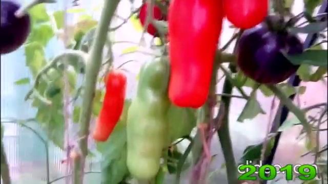 Аурия, или Казанова? Какой сорт выбрать? смотреть онлайн