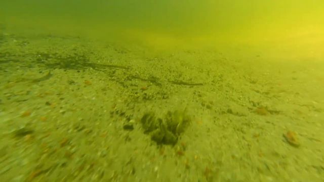 Зеленые водоросли. Фотоохота.