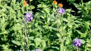 Пожелание друзьям дуэт Отрада Светлана Кузнецова и Евгения Котерева  Автор видео Нина Рудакова.mp4