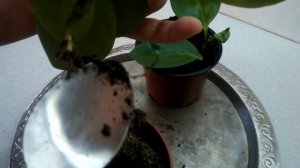 Почему не растет пеперомия туполистная?