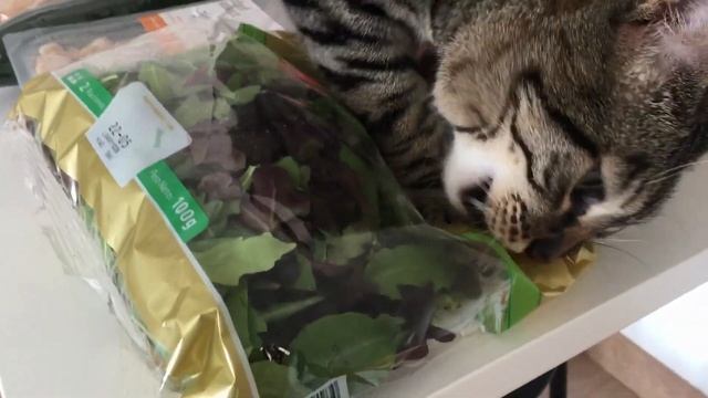 Кошки едят овощи и фрукты #1 - Cute Cats #2022 смотреть онлайн