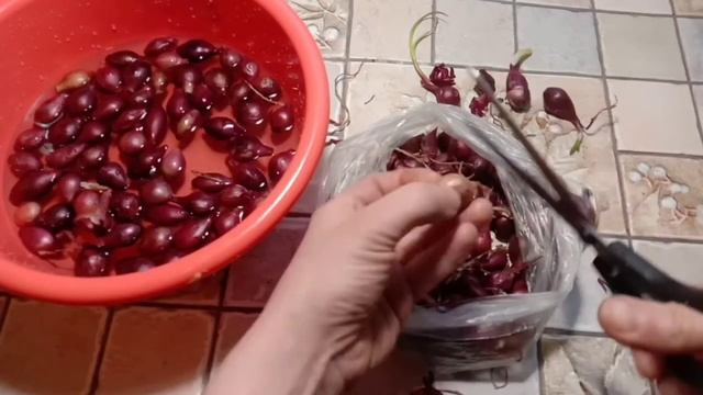 Посадка лук севок. Хороший урожай. смотреть онлайн