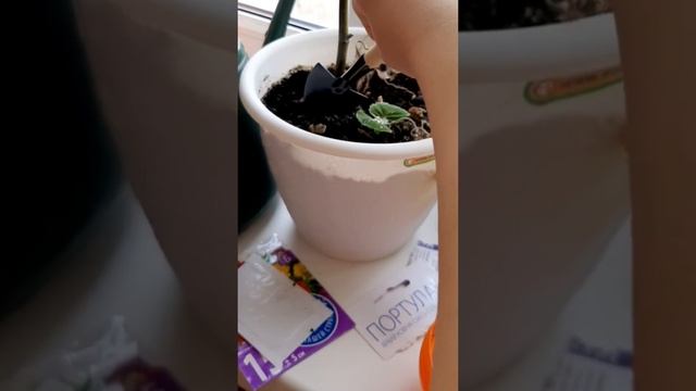 ??? САЖАЕМ ЦВЕТЫ НА ПОДОКОННИКЕ АСТРЫ, ПОРТУЛАК. ДЕТИ УЧАТСЯ САЖАТЬ ЦВЕТЫ. КАК САДИТЬ ЦВЕТЫ. смотреть онлайн