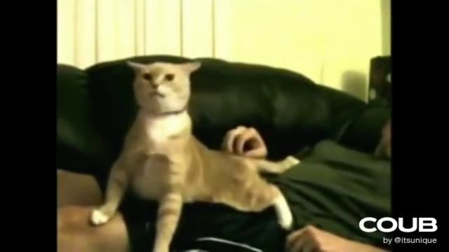 ПОДБОРКА ПРИКОЛОВ С ЖИВОТНЫМИ. СМЕШНЫЕ КОРОТКИЕ ВИДЕОРОЛИКИ #Shorts (#17) смотреть онлайн