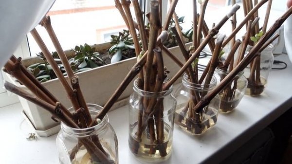 ПРОРАЩИВАНИЕ ЧЕРЕНКОВ ВИНОГРАДА. Самый простой способ для начинающих.