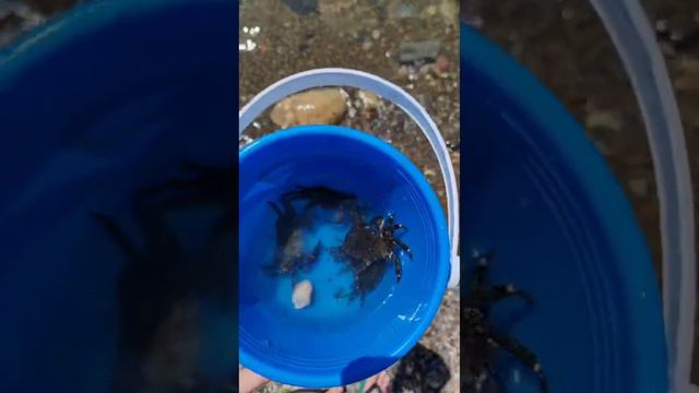 Кемпинг. Чёрное море. Джубга. 9 километр. Пляж. смотреть онлайн