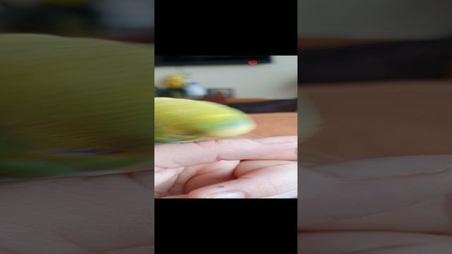 Болтушка Петрушка