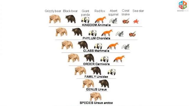 9th Samacheer Biology/Animal Kingdom /Part-1/Ft Ms.Lavanya/Tam&Eng Medium @educationforlife9944 смотреть онлайн