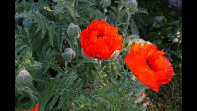 time lapse Zeitraffer Mohnblüte смотреть онлайн