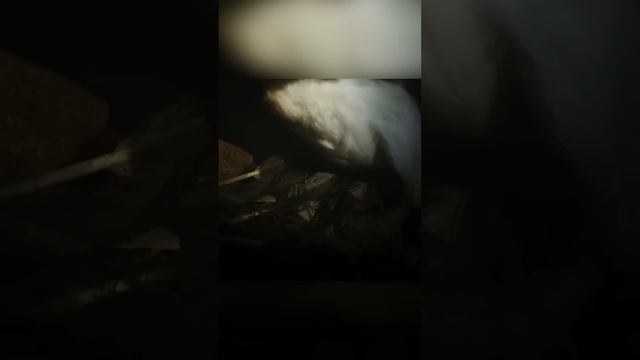 Замурованная в дереве. Птица-носорог смотреть онлайн