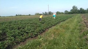 окучивание картофеля ручным окучником