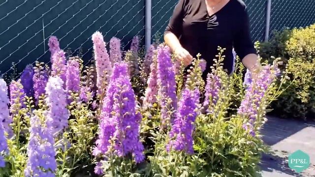 Delphinium DELGENIUS™ Series