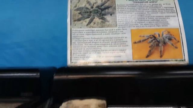 Выставка бабочек и экзотических животных смотреть онлайн