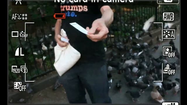 Teaching an out of focus man feeding pigeons about SEO смотреть онлайн