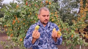 хотите много груш? сажайте этот сорт!!!