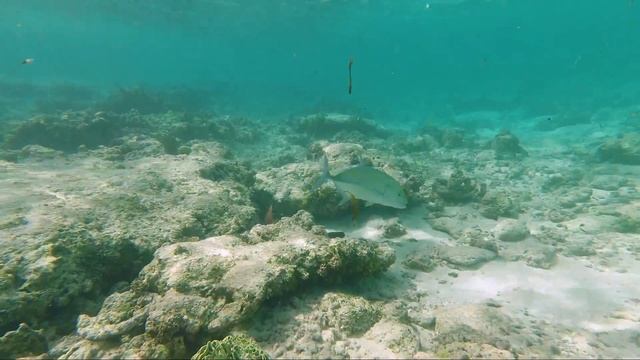Seychelles Bird Island 20180517 Snorkeling