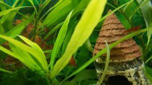 Аквариум с креветками.mp4