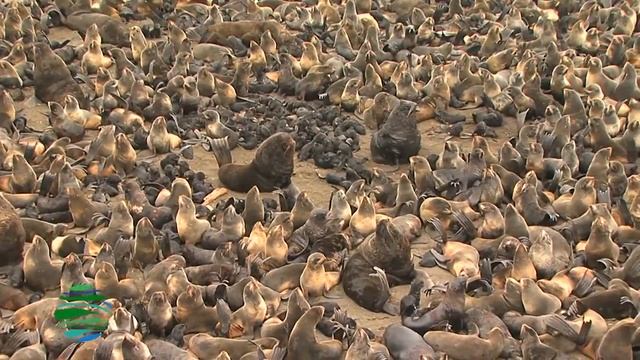 СКОЛЬКО ЛЬВОВ В МОРЕ? HOW MANY LIONS ARE IN THE SEA?