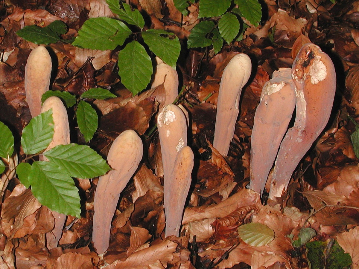 Рогатик булавовидный! Гриб из Красной Книги. Грибная азбука. смотреть онлайн