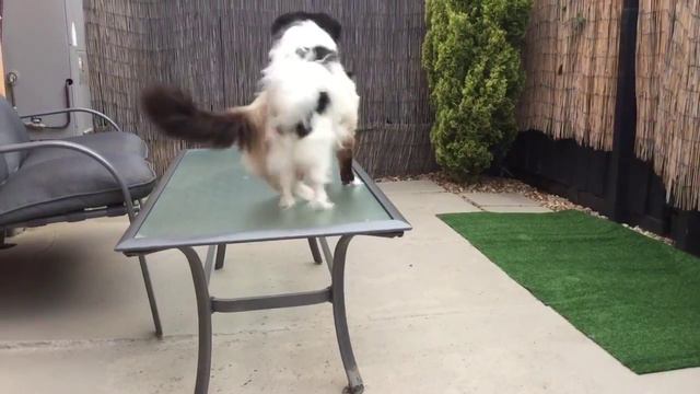 Papillon vs Ragdoll - Josie & Jasper 2 смотреть онлайн
