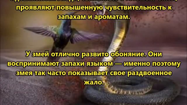 ВАШ ТОТЕМ - ЗМЕЯ, ЗМЕЙ смотреть онлайн