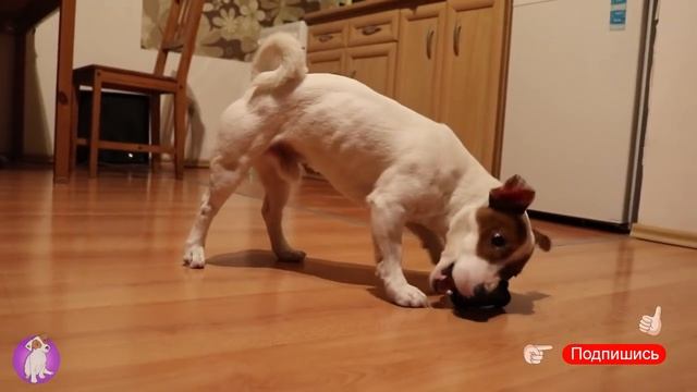 Чем заняться вечером, если скучно? Реальные игры с Локи БОБО ? Влог - 20 серия смотреть онлайн