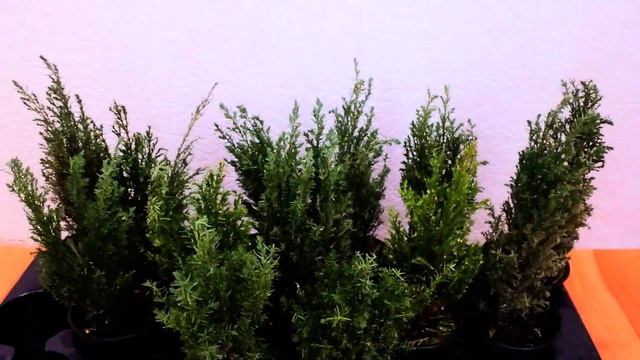 Кипарисовик смотреть онлайн