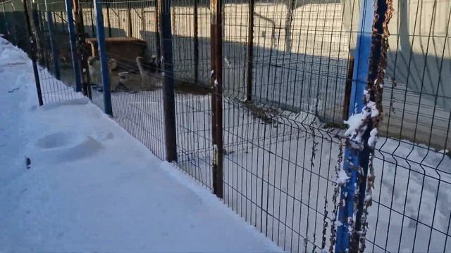 ПРИШЕЛ В ПРИЮТ ДЛЯ БЕЗДОМНЫХ СОБАК | СТАЛО ГРУСТНО. I CAME TO A SHELTER FOR STRAY DOGS | I FELT SAD смотреть онлайн
