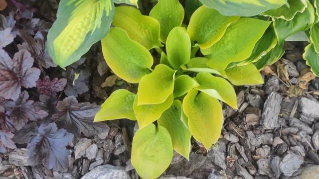 Хосты Forbidden fruit и Sunny Halcyon смотреть онлайн