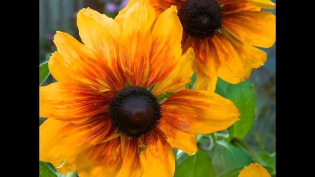 Рудбекия осень ч2 Приятного Дня,Друзья... смотреть онлайн