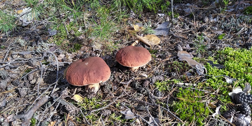 В сосновый бор за Белыми и боровиками. Грибы смотреть онлайн