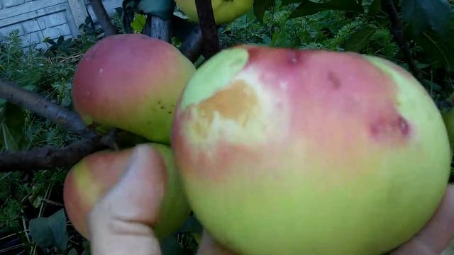 Яблоня сорт "Медея" смотреть онлайн