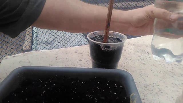 Высаживаем черенки. А когда открывать виноград? смотреть онлайн