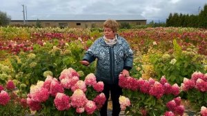 РОЗОВЫЕ  И РУБИНОВЫЕ СОРТА ГОРТЕНЗИИ