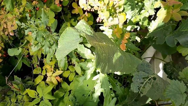 Солнечный день, дача. Ижевск Удмуртия 12 сентября 2022 г. смотреть онлайн