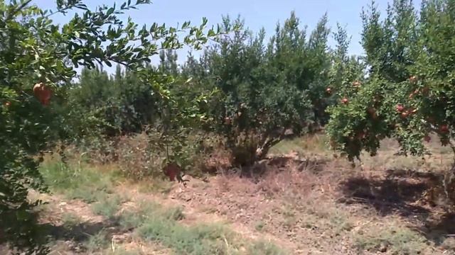 Гранатовый сад/ Pomegranate Garden