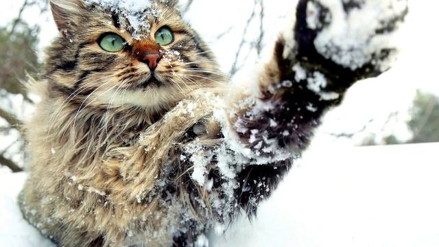 Купание в снегу смотреть онлайн