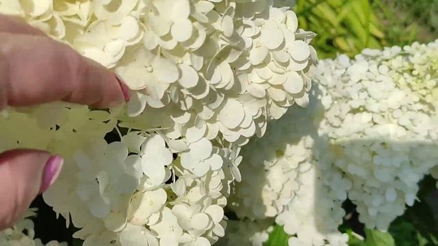 ОБЗОР МЕТЕЛЬЧАТЫХ ГОРТЕНЗИЙ. Ч.2 Самые неприхотливые сорта. смотреть онлайн