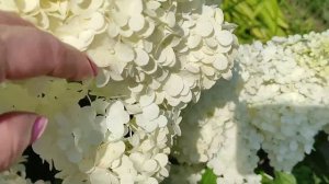 ОБЗОР МЕТЕЛЬЧАТЫХ ГОРТЕНЗИЙ. Ч.2 Самые неприхотливые сорта.