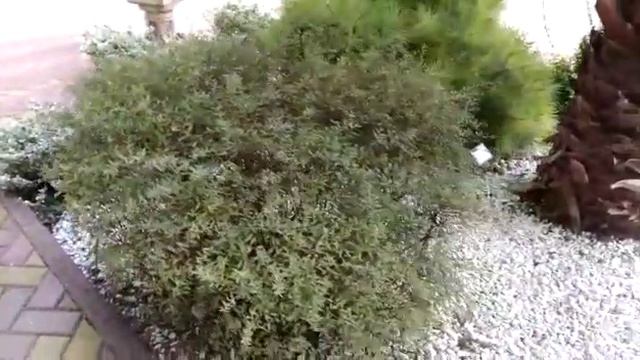 Спирея.Растения Абхазии смотреть онлайн