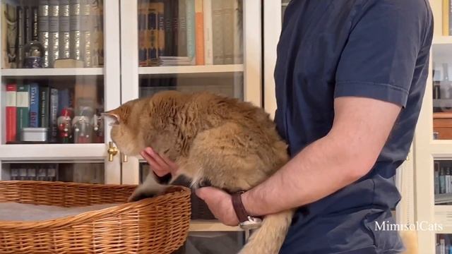 Британский золотой кот MimisolCats смотреть онлайн