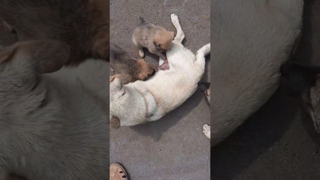 Отдам щенков в хорошие руки смотреть онлайн