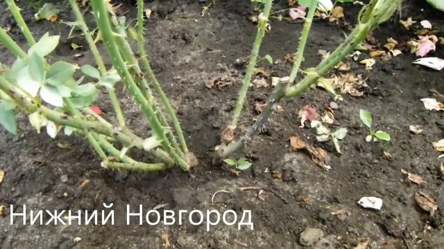 Каким розам нужен повтор КАЛИМАГНЕЗИЕЙ в августе-сентябре месяце. смотреть онлайн