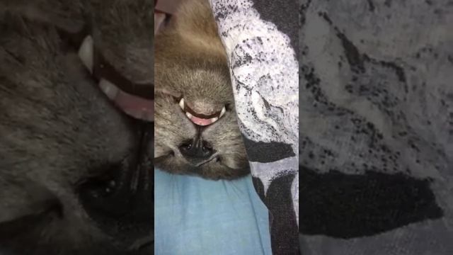 Кот громко чавкает во сне смотреть онлайн