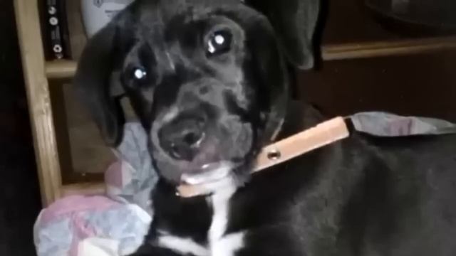 Девушка в ужасе остановила машину! Через дорогу полз черный мешок! смотреть онлайн