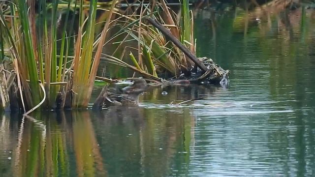 № 1685 03. 09. 2021 Утка широконоска смотреть онлайн